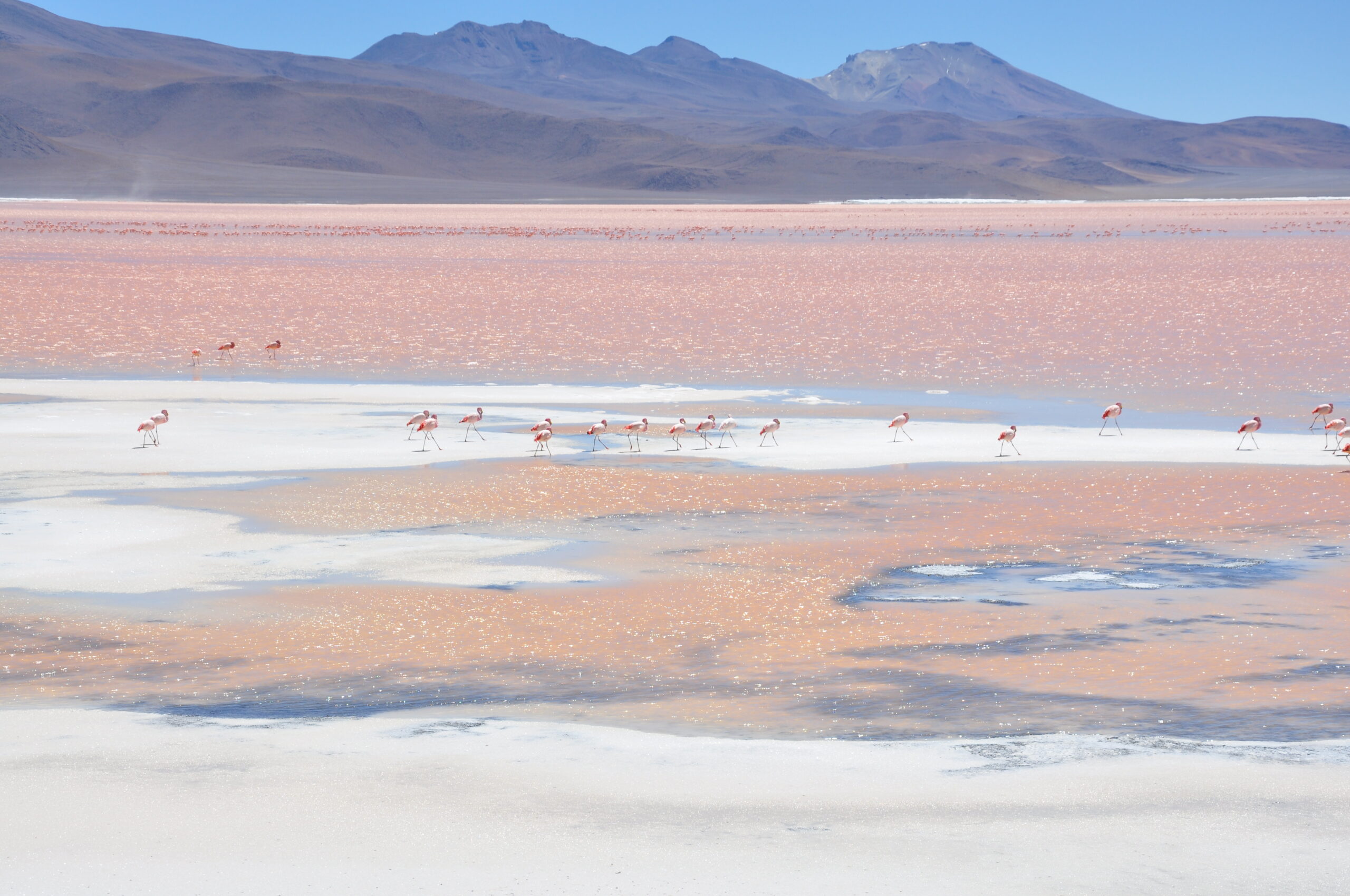 Flamants roses marchant sur les rives de la Laguna Colorada en Bolivie