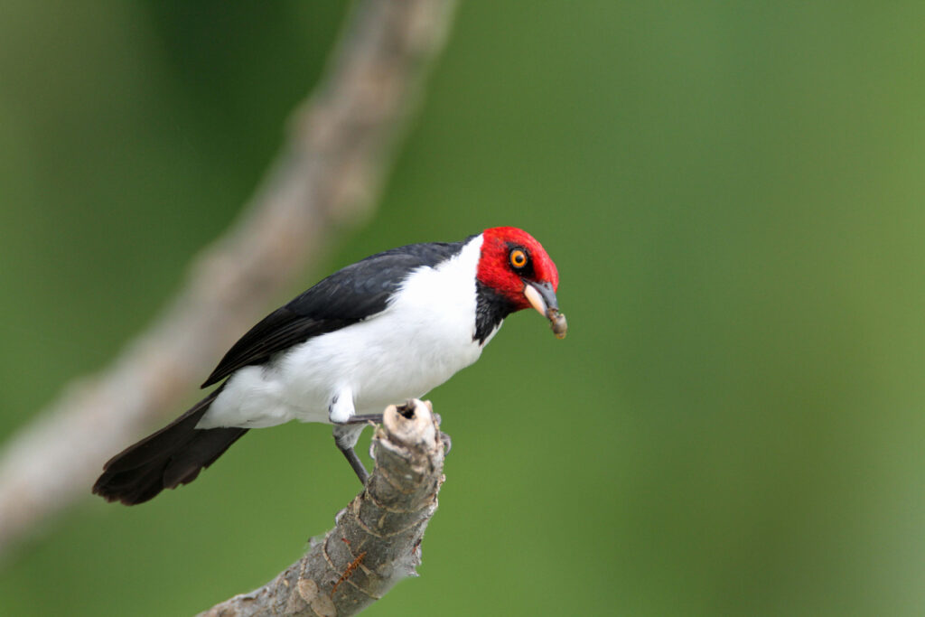 Cardinal à tête rouge perché sur une branche, tenant un insecte dans son bec, Pérou