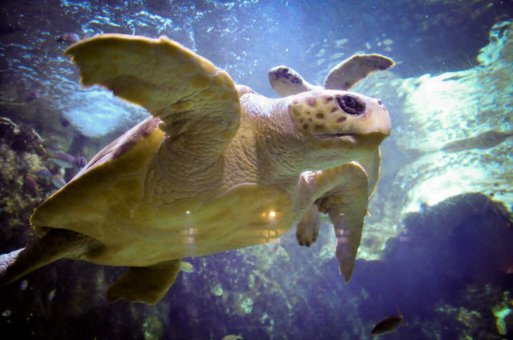 Tortue de mer nageant sous l'eau parmi les rochers, près de la péninsule d'Osa au Costa Rica