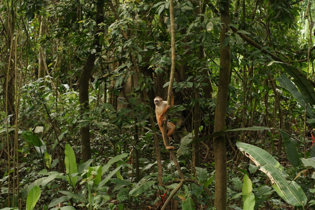 Singe laineux grimpant à une liane dans la forêt amazonienne péruvienne dense