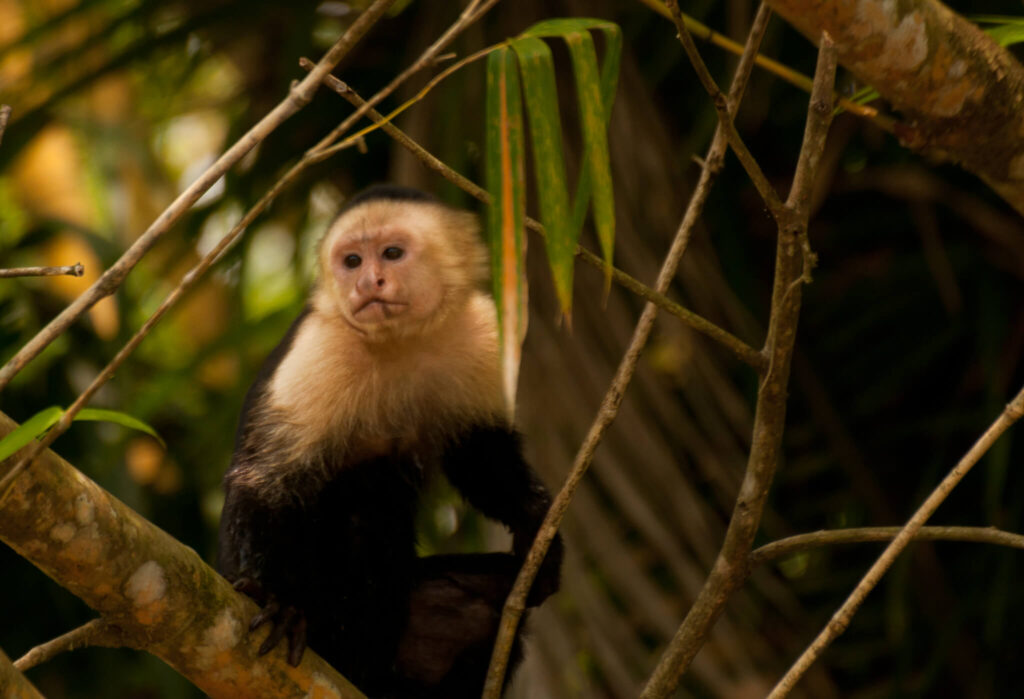 Singe capucin à face blanche perché sur une branche dans la forêt tropicale du Costa Rica