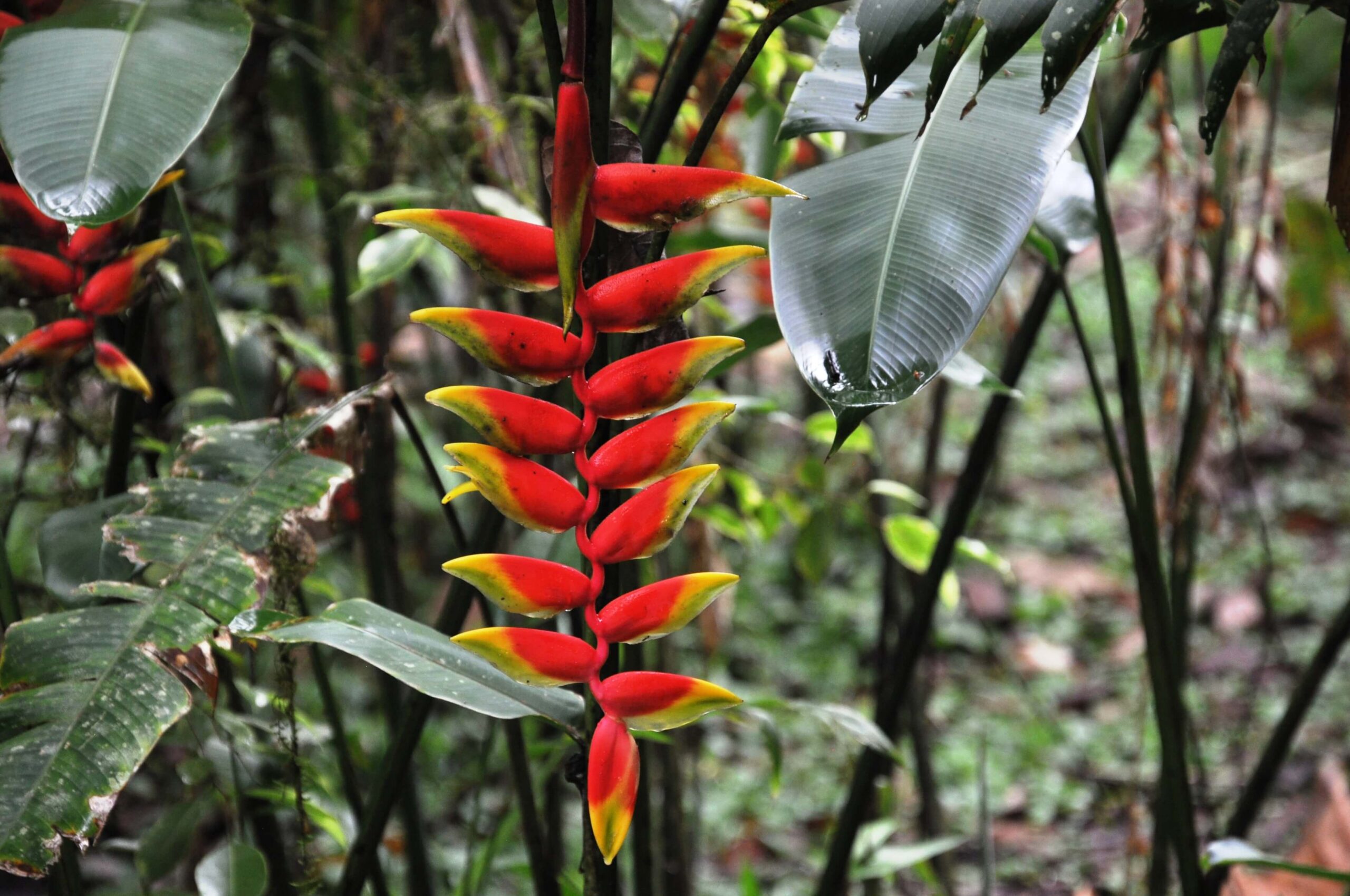 Costa rica - Flôre
