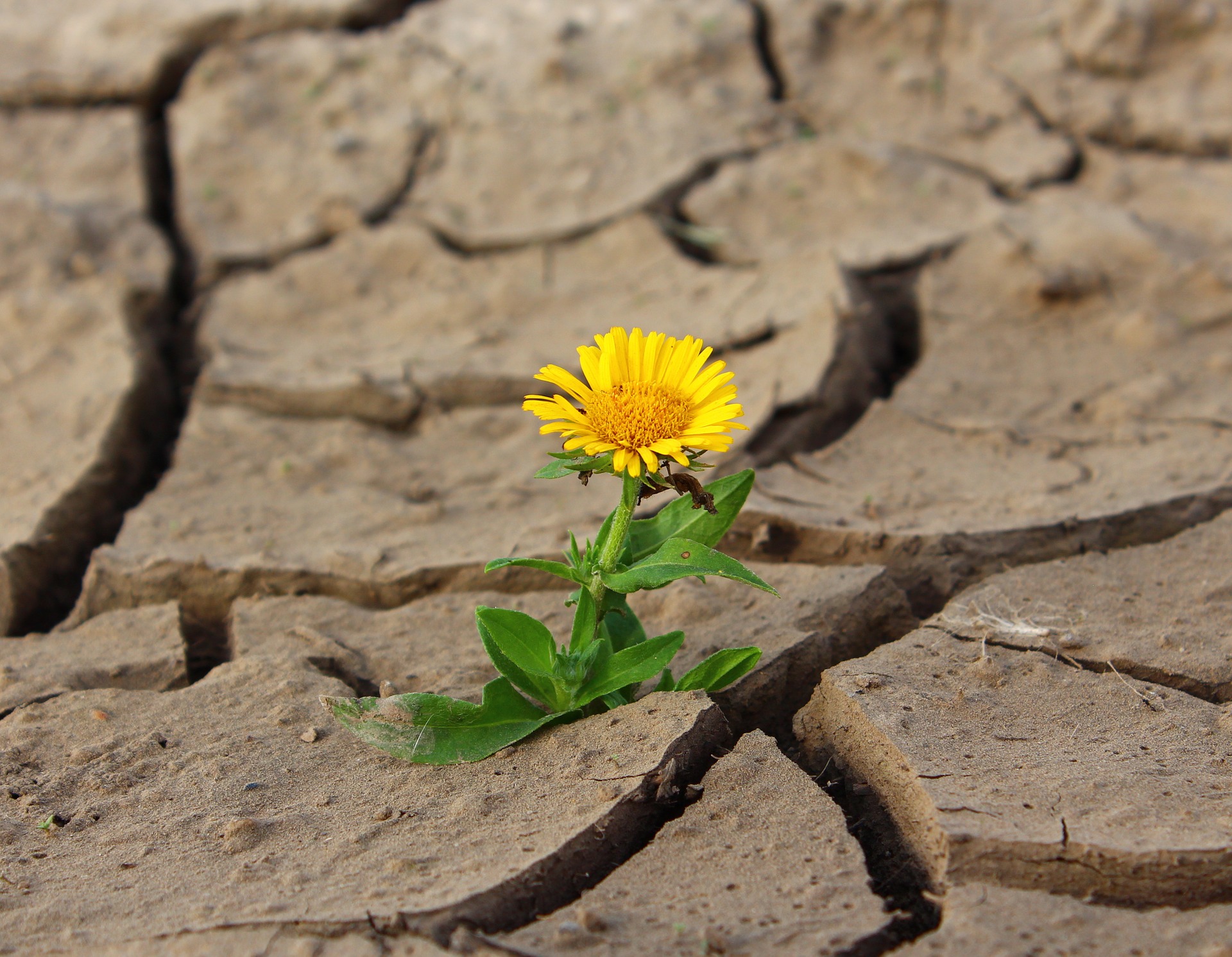 Fleur dans le désert d'Atacama