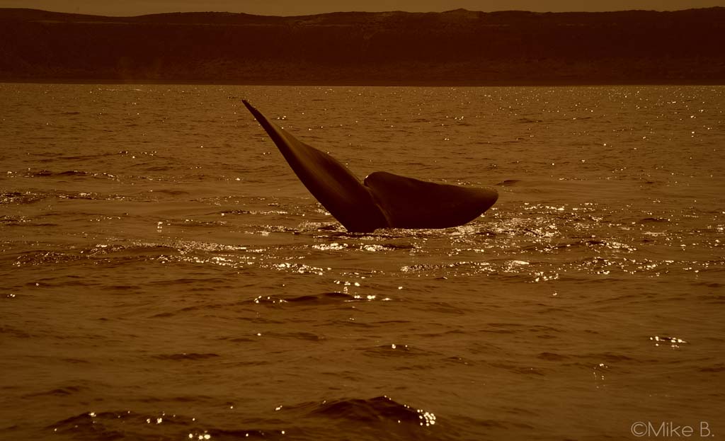 Queue de baleine émergeant de l'eau à la Péninsule Valdes, Argentine, au coucher du soleil