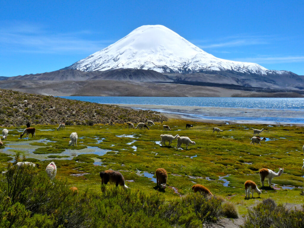 Troupeau d'alpagas broutant près du lac Chungará devant le volcan Parinacota, Chili