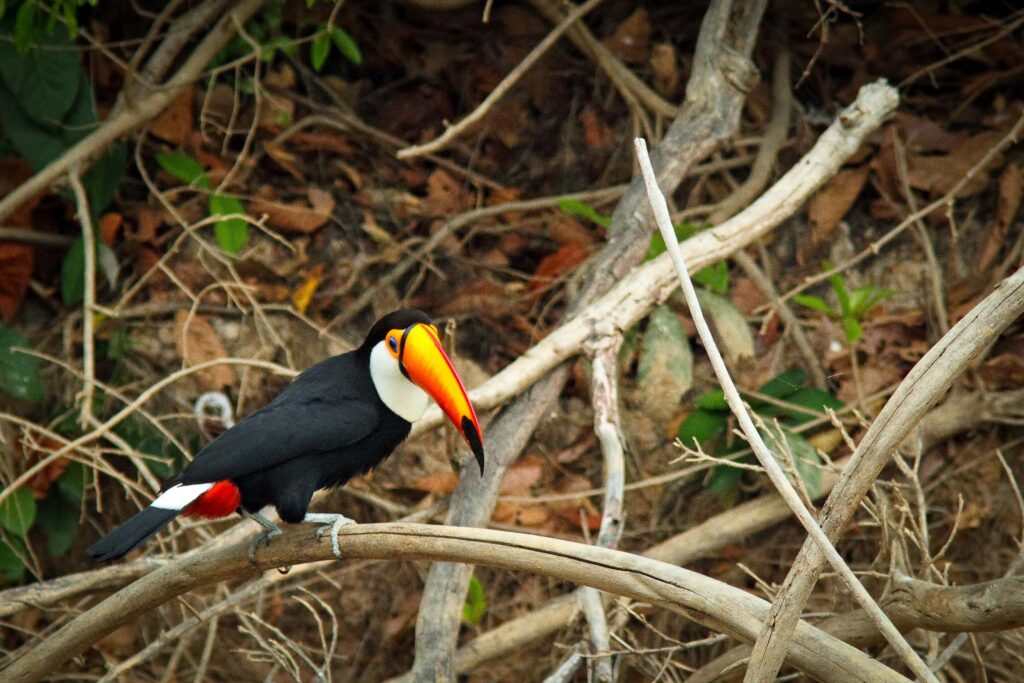 Toucan toco perché sur une branche parmi les broussailles de la forêt costaricaine