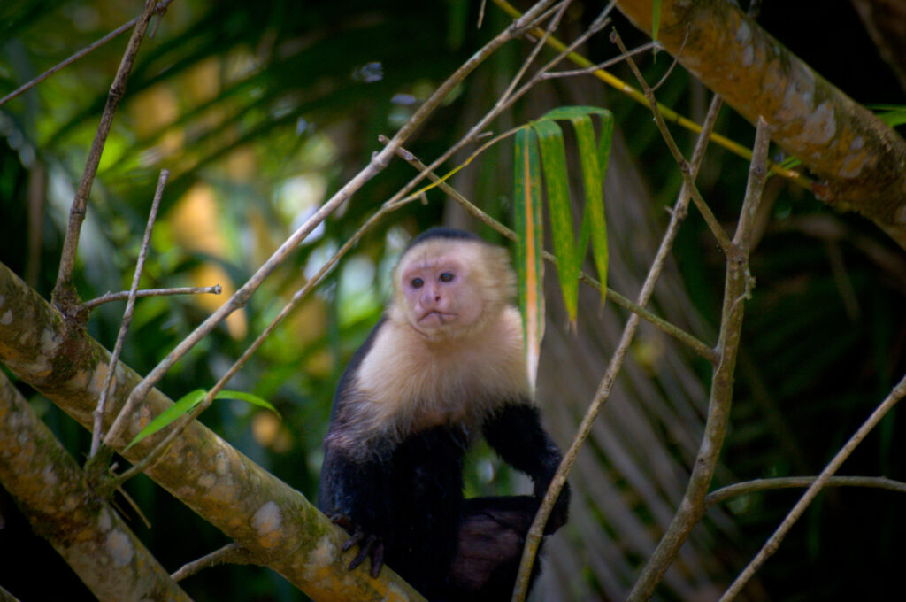 Singe capucin à face blanche perché sur une branche dans la forêt de la péninsule d'Osa, Costa Rica