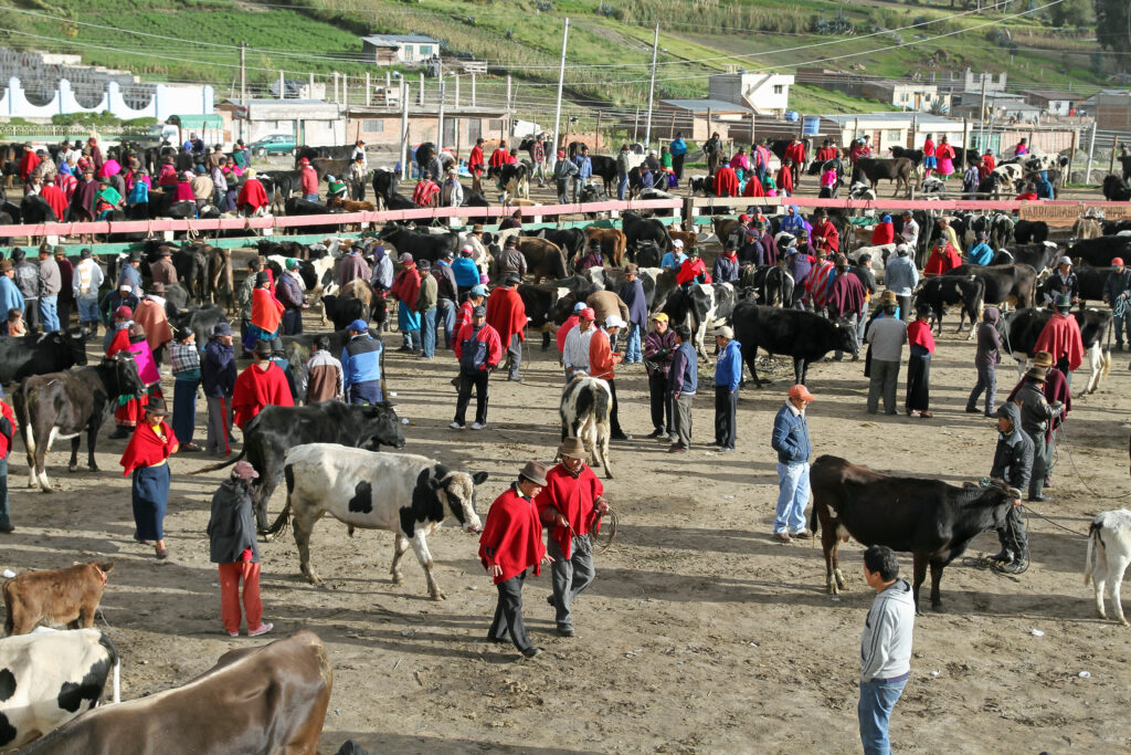 Marché aux bestiaux animé avec vaches et vendeurs en poncho rouge, région d'Otavalo, Équateur