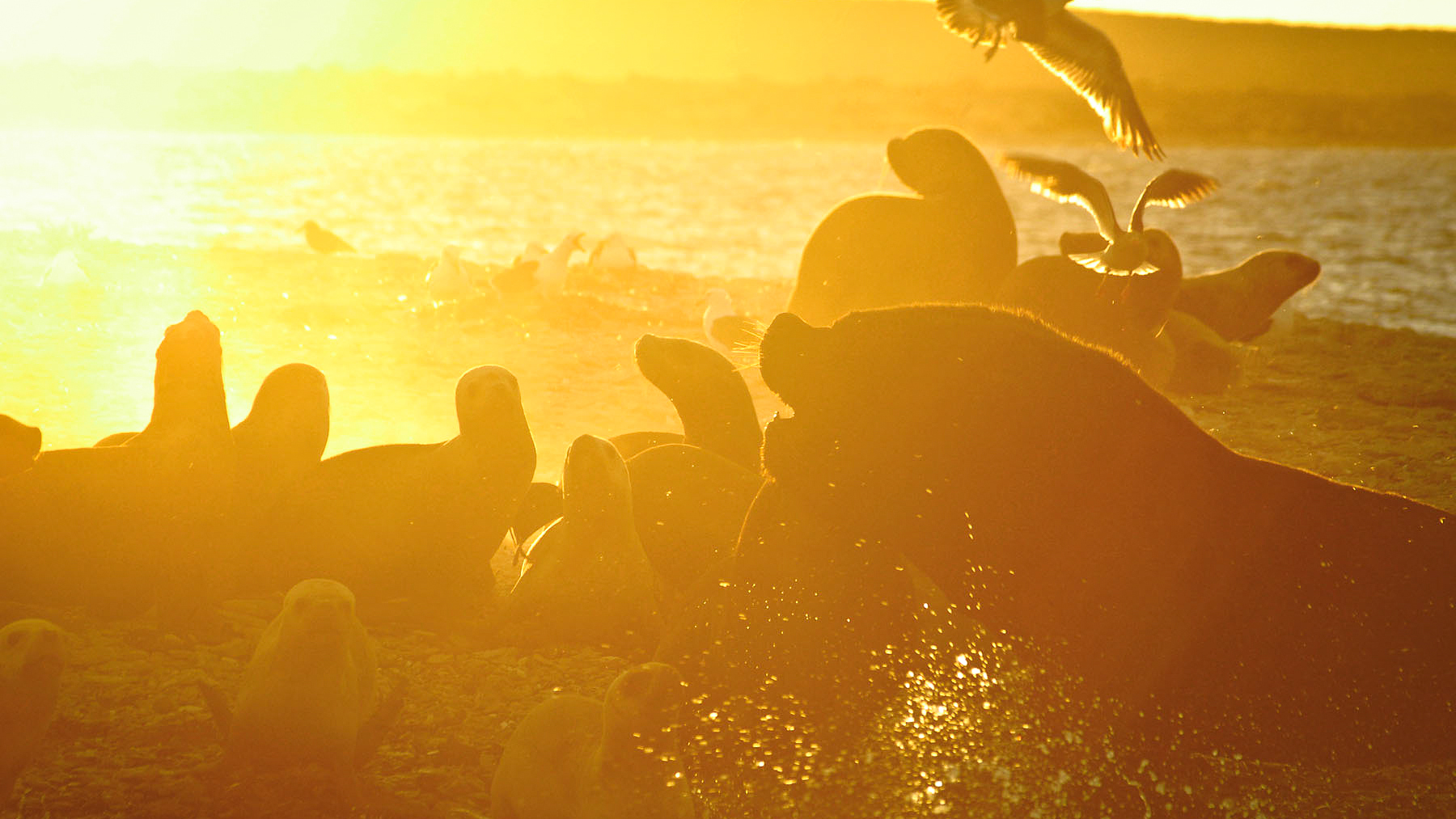 Silhouettes de lions de mer et oiseaux marins à contre-jour sur la plage de Bahía Bustamante