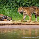 Brésil - Jaguar au bord de l'eau dans le Pantanal
