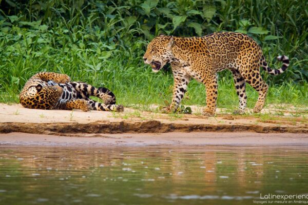 Brésil - Jaguar au bord de l'eau dans le Pantanal