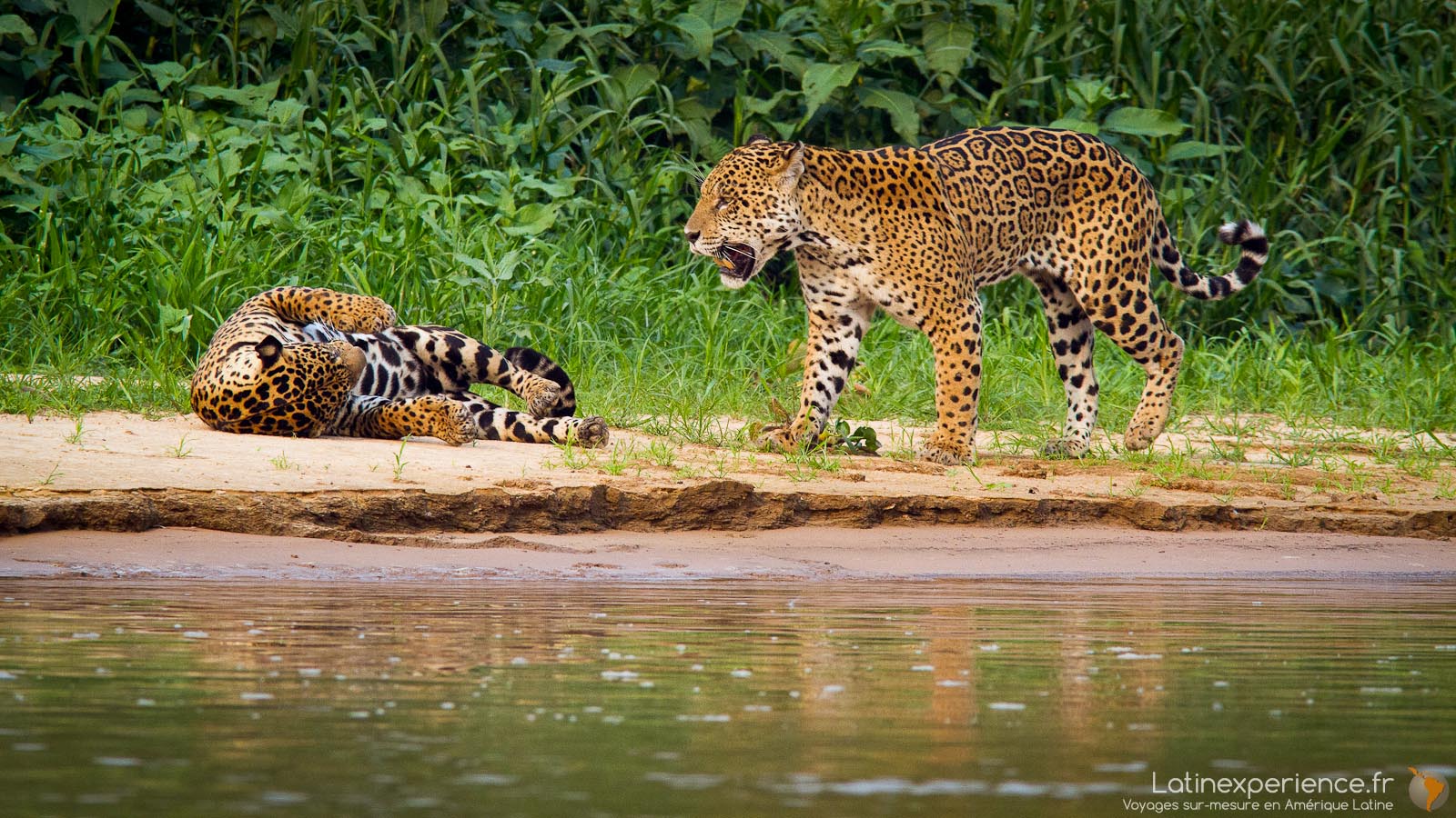 Brésil - Jaguar au bord de l'eau dans le Pantanal