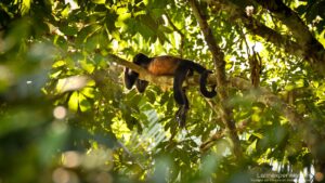 Singe hurleur brun allongé sur une branche dans la canopée costaricienne