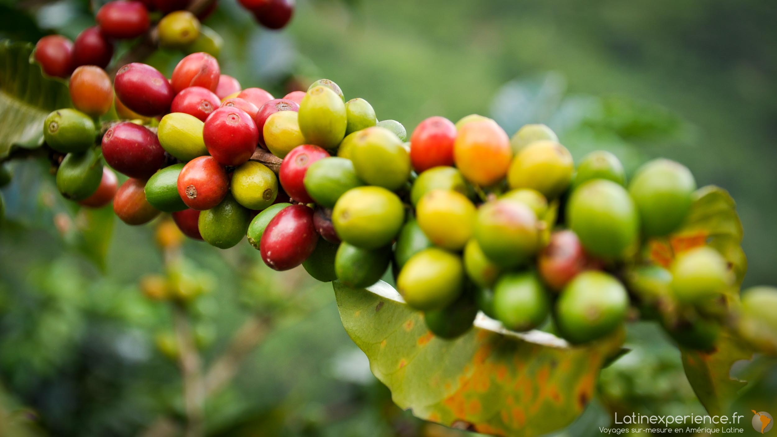 Grains de café rouges et verts sur une branche, plantation colombienne en gros plan