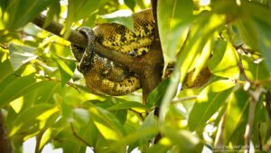 Serpent jaune et noir enroulé sur une branche dans un arbre tropical