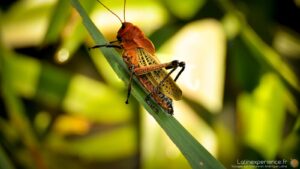 Criquet orange et jaune sur feuille verte au Costa Rica