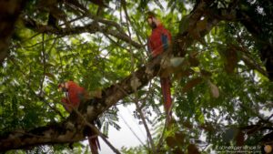 Costa Rica - Sierpe - voyage - Lapa Roja - Latinexperience voyages