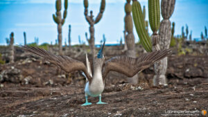Fou à pieds bleus déployant ses ailes aux Galapagos