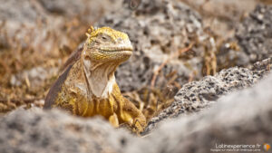 Amérique du Sud - Galapagos - Iguane terrestre - Latinexperience voyages