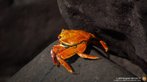 Crabe orange vif sur rochers volcaniques noirs aux Galapagos