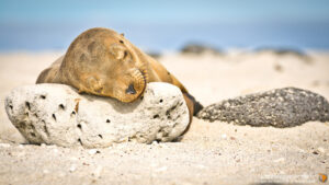 Otarie des Galapagos dormant sur un rocher en bord de plage