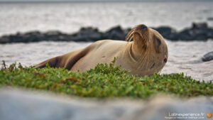 Galapagos - Lion de mer - Latinexperience voyages