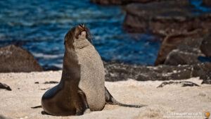 Otarie des Galápagos sur une plage de sable près de rochers volcaniques