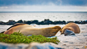 Galapagos - Lion de mer