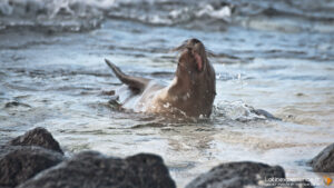 Galapagos - Lion de mer sur plage