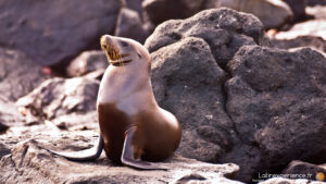 Galapagos - Pose Lion de mer