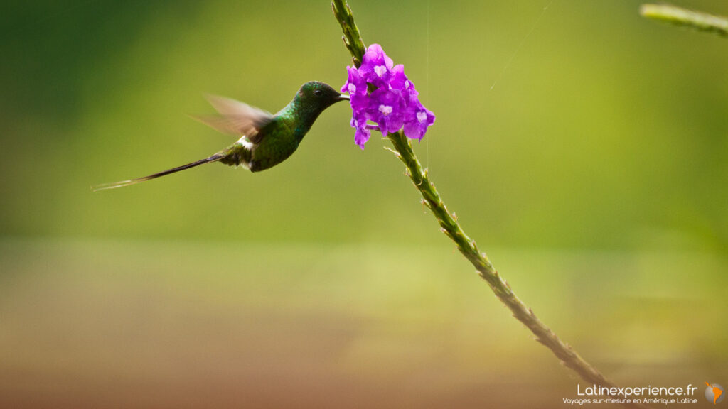 Colibri se nourrissant dans la forêt nuageuse de Mindo en Equateur