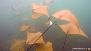 Galapagos - Snorkeling Tour Los Tuneles - Latinexperience voyage