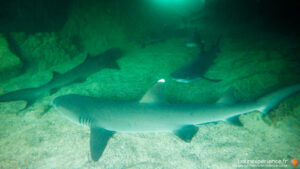 Requin de récif nageant sur fond marin sableux aux Galapagos