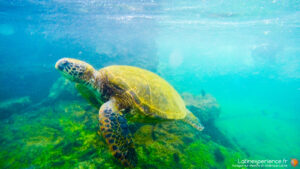 Tortue de mer nageant sur des rochers recouverts d'algues aux Galapagos