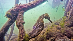 Hippocampe accroché à une structure sous-marine aux îles Galapagos