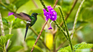 Colibri vert en vol butinant une fleur violette à Mindo