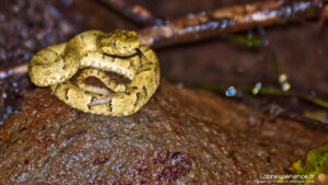 Equateur - Mindo - Grenouille - Latinexperience voyages