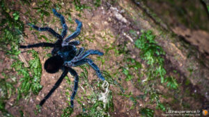 Tarentule noire sur tronc moussu dans la forêt de Mindo