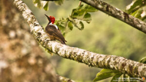 Equateur - Mindo -Woody wood pecker - Latinexperience voyages