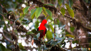 Equateur - Mindo - Cok of the Rock - Latinexperience voyages