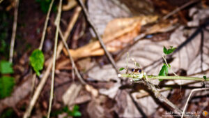 Petite grenouille verte perchée sur une branche dans la forêt de Mindo