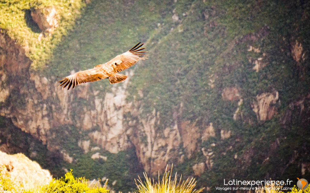 Condor survolant les parois rocheuses d'un canyon verdoyant au Pérou