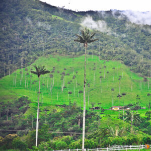 Amérique du Sud - Colombie - Salento - Cocora - Latinexperience-Voyage