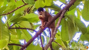 Costa Rica - Singe sauvage - Latinexperience voyages
