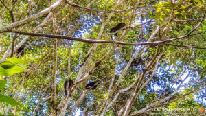 Costa Rica - Singe sauvage - Latinexperience voyages