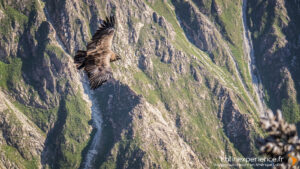 Condor des Andes en vol au-dessus des montagnes verdoyantes du Pérou