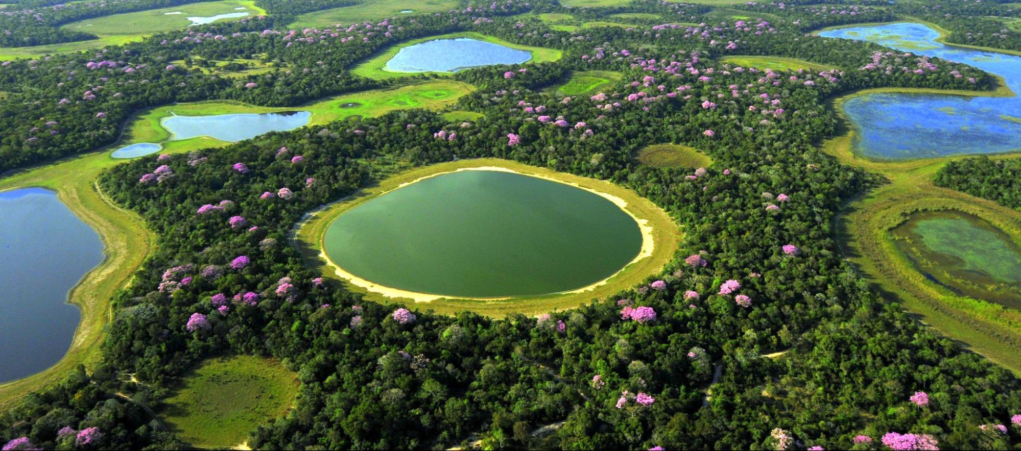 Pantanal brésilien