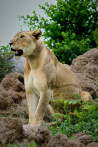 Afrique du Sud - Lionne assise sur un rocher dans le park Kruger