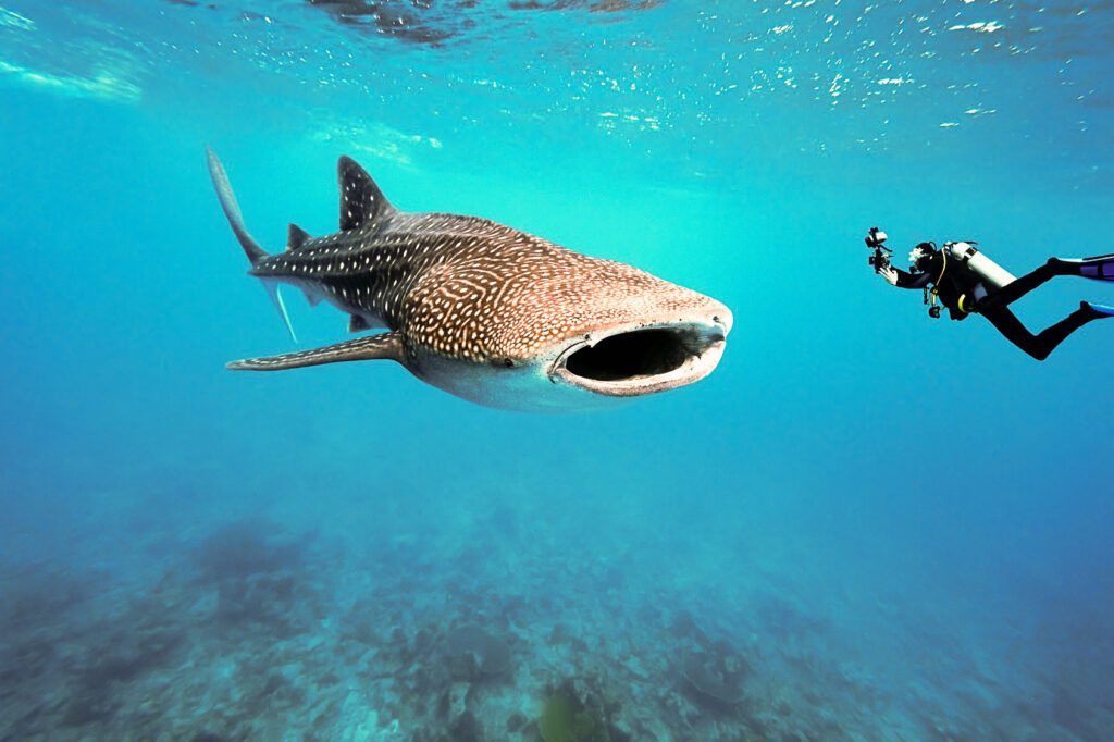 Plongeur photographiant un requin-baleine dans les eaux turquoise du Belize