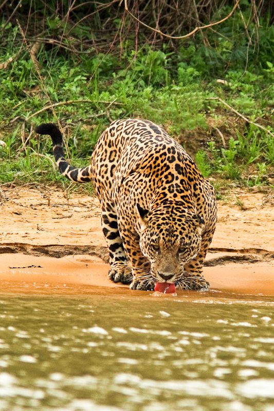 Jaguar buvant au bord d'une rivière dans la forêt maya du Belize